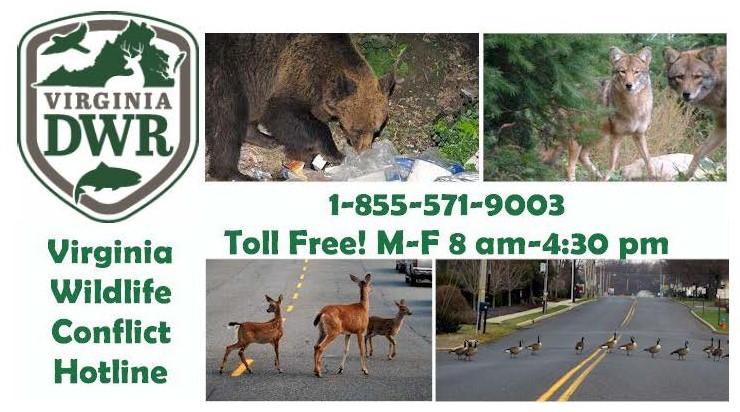 Updated photo of Virginia Wildlife Conflic Hotline
